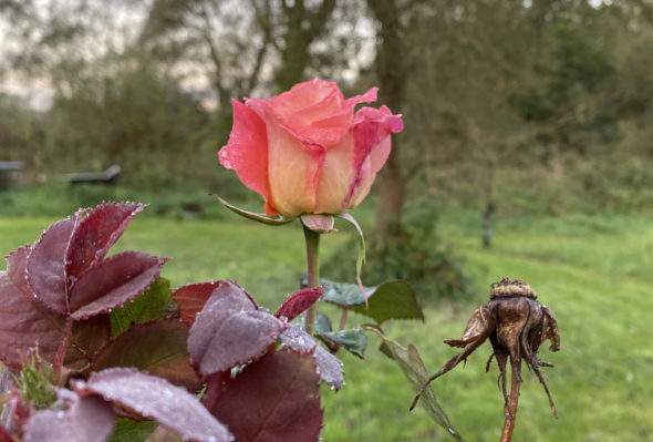 Rose